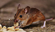 24 Hour & Emergency Exterminators in Youngs, MS